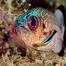 soldierfish_shadowfin_db_h_0705_png2130.jpg